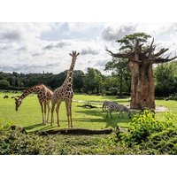 3 schöne Tage im Taunus inkl. Besuch im Opel Zoo Dorint Hotel Main Taunus Zentrum in Frankfurt am Main, Hessen inkl. Frühstück Unkategorisiert online kaufen