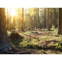 5 Tage im CAREA Residenz Hotel Harzhöhe mit AI CAREA Residenz Hotel Harzhöhe in Goslar OT Hahnenklee, Niedersachsen inkl. All Inclusive Unkategorisiert online kaufen
