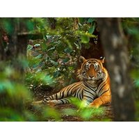 Affe, Löwe & Co. - Zoobesuch in Leipzig - 4 Tage Seminaris Hotel Leipzig, Sachsen inkl. Frühstück Unkategorisiert online kaufen Affe, Löwe & Co. - Zoobesuch in Leipzig - 4 Tage Seminaris Hotel Leipzig, Sachsen inkl. Frühstück Unkategorisiert online kaufen
