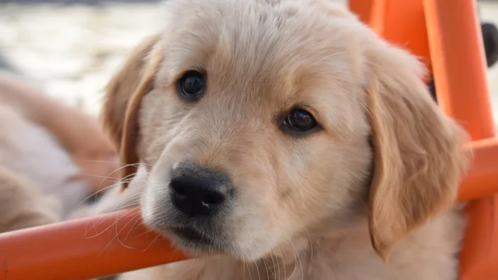 Wenn der Hund ins Zuhause einzieht – was braucht der Wuffi und wie fühlt er sich am wohlsten?