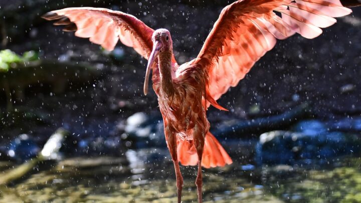 Abenteuer und Erholung für Familien im Wuppertaler Zoo