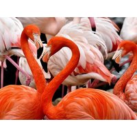 Tierisches Familien-Abenteuer Zoo Dresden - 4 Tage ACHAT Hotel Dresden Altstadt, Sachsen inkl. Frühstück