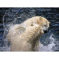 Tierisches Familien-Abenteuer Zoo Dresden - 2 Tage ACHAT Hotel Dresden Altstadt, Sachsen inkl. Frühstück