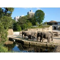 2 Tage Kurzurlaub im Kölner Zoo (Cologne Zoo) 1 Nacht PhiLeRo Hotel Köln , Nordrhein-Westfalen inkl. Frühstück