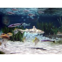 2 Tage Ein Besuch im SEA LIFE Aquarium Oberhausen Hotel Residenz Oberhausen, Nordrhein-Westfalen inkl. Frühstück