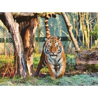 4 Tage Tierisches Erlebnis - Wildlife im Zoo Landau HP/ 4Tg. Parkhotel Landau  in Landau in der Pfalz, Rheinland-Pfalz inkl. Halbpension