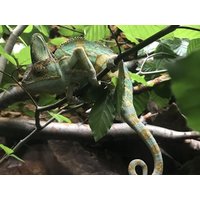 3 Tage Familienspaß-Deutschlands größter Reptilien Zoo HP/3T Parkhotel Landau  in Landau in der Pfalz, Rheinland-Pfalz inkl. Halbpension