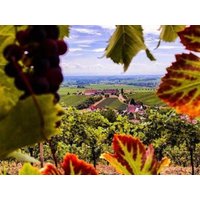 Pfalz - Flexibel für Entdecker | 3 Tage Leinsweiler Hof, Rheinland-Pfalz inkl. Frühstück