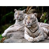 Tieren auf der Spur - Der Zoo Landau HP | 5 Tage Leinsweiler Hof, Rheinland-Pfalz inkl. Halbpension