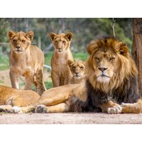 Reise um die Welt - Zoo Leipzig! - 2 Tage Dorint Hotel Leipzig, Sachsen inkl. Frühstück