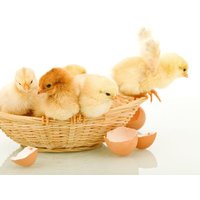 4 Tage Oschatzer Osterurlaub Hotel Gasthaus zum Schwan, Sachsen inkl. Halbpension