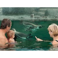 3 Tage Familienkurztrip inkl. Schwimmen mit Pinguinen Ferien Hotel Spreewald in Kolkwitz, Brandenburg inkl. Halbpension Plus