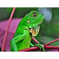 3 Tage Echse & Co.-Deutschlands gr. Reptilien Zoo HP | 3 T. Leinsweiler Hof, Rheinland-Pfalz inkl. Halbpension