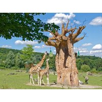 3 Tage Familientage im Opel Zoo Best Western Hotel Airport Frankfurt in Frankfurt am Main, Hessen inkl. Frühstück