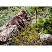 3 Tage bärenstarke Familienzeit im Eichsfeld Hotel am Vitalpark in Heilbad Heiligenstadt, Thüringen inkl. Halbpension