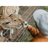 3 Tage Familienauszeit im Tiergarten Ulm Hotel Adler - Paulas Alb in Ehingen (Donau), Baden-Württemberg inkl. Halbpension
