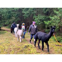 3 Tage Wochenende mit gemütlicher Alpaka-Wanderung! Sonnenhof Bad Elster, Sachsen inkl. Frühstück