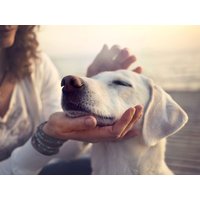 3 Tage Reisen mit dem Vierbeiner Best Western Hotel Nürnberg City West , Bayern inkl. Frühstück