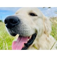 Schwarzwaldidylle für Mensch und Hund | 5 Tage Hotel Gasthof zum Rössle in Hüfingen OT Fürstenberg, Baden-Württemberg inkl. Frühstück