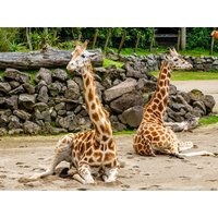 ZOO in a Day - 2 Tage in der sächsischen Metropole Book Hotel Leipzig, Sachsen inkl. Frühstück