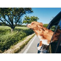 Urlaub mit Hund im Bayerischen Wald – 8 Tage Auszeit Hotel "Ferien vom Ich" in Neukirchen (Niederbayern), Bayern inkl. Halbpension