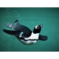Opelzoo Kronberg mit Übernachtung | 4 Tage Mercure Hotel Frankfurt Eschborn Ost, Hessen inkl. Frühstück