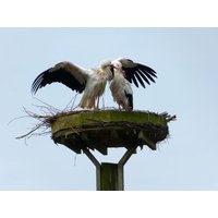 11 Tage auf Föhr inkl. Frühstück BSW-Ferienwohnungen Wyk auf Föhr, Schleswig-Holstein