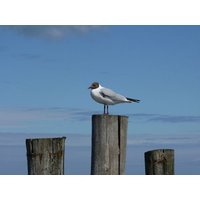 Endlich wieder Ostseeluft! 13 Tage in Zingst BSW-Ferienwohnungen Zingst-Ostsee, Mecklenburg-Vorpommern