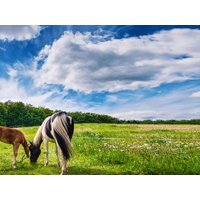 8 Tage Familienauszeit im Bayerischen Wald - 7 Nächte  in  in Runding, Bayern inkl. All Inclusive