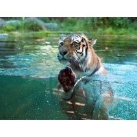 2 Tage Freizeitspaß im Leipziger Zoo für die Familie  in , Sachsen inkl. Frühstück
