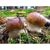 4 Tage Schwammezeit: Pilzwanderung & Bad Elsters Dreiklang  in , Sachsen inkl. Frühstück