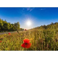4 Tage Drei gleich Zwei Angebot auf dem Darß  in  in Zingst, Mecklenburg-Vorpommern inkl. Frühstück