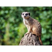 Zoo Abenteuer  in Leipzig - 3 Tage Frühling  in , Sachsen inkl. Frühstück