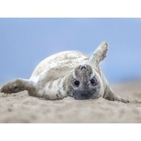 5 Tage Urlaub an der Nordsee Familien- und Aparthotel Strandhof in Butjadingen, Niedersachsen inkl. Frühstück