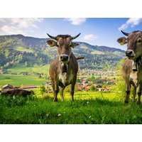 4 Tage Wohlfühlen mit Blick auf die Bergwelt Haus Daheim in Oberstaufen, Bayern inkl. Frühstück